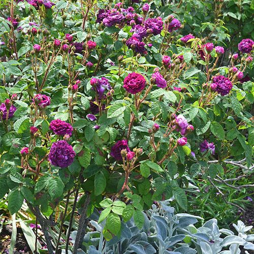Tmavě fialová - Stromkové růže s květy anglických růží - stromková růže s keřovitým tvarem koruny